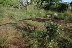 Aristida setacea